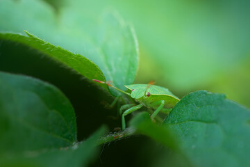 Green Shield Bug on Leafy Plant 