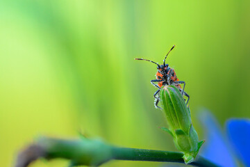 Milkweed Bug on Flower Bud