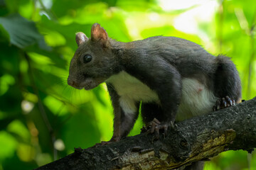 Black Squirrel in Summer Forest Canopy