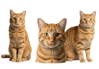 Three majestic ginger tabby cats, one sitting, one close-up portrait, one standing, with striking yellow eyes and striped fur on a pure transparent studio background, perfectly lit, concept of
