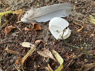 an eggshell from a bird's nest with a feather