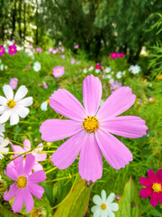 Wild flowers on green meadow. Lawn with blooming bright multi-colored spring flowers. Bright sun...