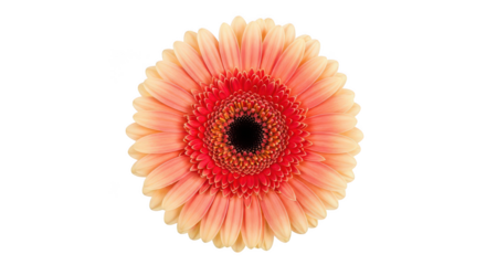 Peach Gerbera Daisy Flower On Black