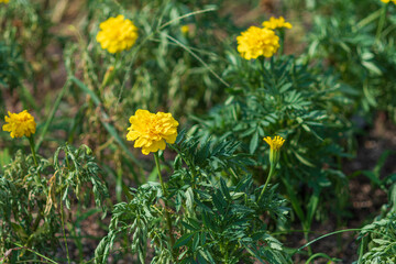 マリーゴールドの黄色い花が咲く初夏の庭