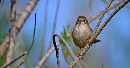 Seidensänger // Cetti's warbler (Cettia cetti) - Peloponnes, Griechenland