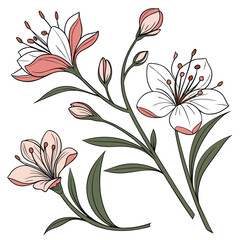 Pink and White Flowers Line Art Botanical Illustration