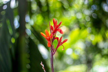 Red flower, tree leaves, and green background