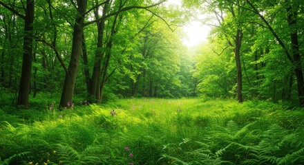 Fototapeta premium Sunlight filters through lush forest