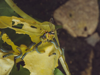 A parasitic wasp (Cotesia glomerata) injecting eggs into a Large White butterfly caterpillar