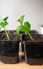 Fresh Green Seedlings Growing in Black Pots on Wooden Surface in Bright Indoor Environment During Daytime