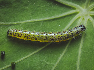 A close-up of a Large White caterpillar