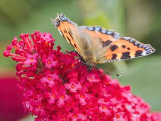 A Small Tortoiseshell butterfly feeding on a red Buddleia plant
