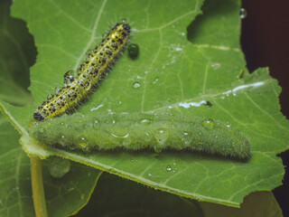 A green Small White caterpillar sharing a leaf with a Large White caterpillar