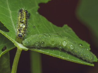 A green Small White caterpillar sharing a leaf with a Large White caterpillar