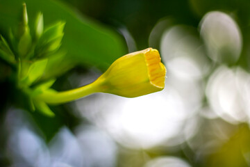 A yellow flower, tree leaves, and green background blur
