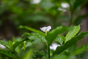 A White flowers, tree leaves, and green background