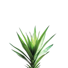 Obraz premium Close-up of a vibrant green succulent plant