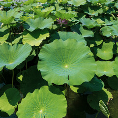 lotus pond and flower