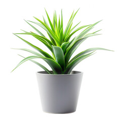 Vibrant, upright plant in a simple pot