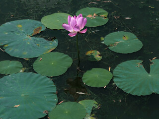 lotus pond and flower