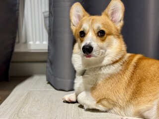 A happy corgi is relaxing at home. High quality photo