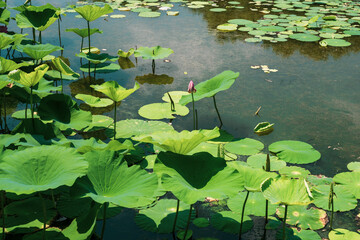 water lilies in the pond