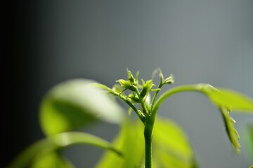 Early female flowers of pecan tree forming on shoot tips (This image is part of the Carya...