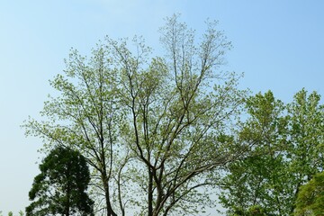 Full growth cycle of the pecan tree including leaves, flowers, and nuts (This image is part of the Carya illinoinensis series.)
