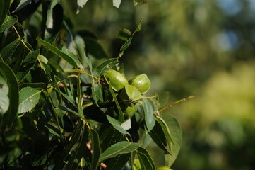 Full growth cycle of the pecan tree including leaves, flowers, and nuts (This image is part of the...
