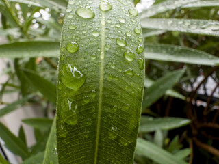 Gouttes de pluie sur feuillage verdoyant