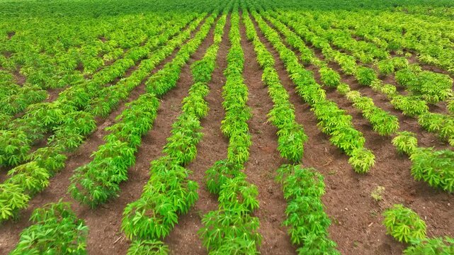 Aerial drone view of neatly planted cassava rows in rich soil, highlighting the healthy green foliage and efficient land use in tropical root crop farming.
