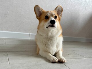 A serious corgi is relaxing at home . High quality photo