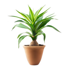 Fototapeta premium Potted, vibrant green plant with light stripes