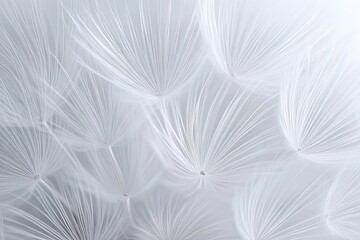 Abstract Closeup View Of Fluffy White Dandelion Seeds