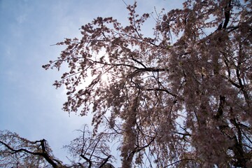 Spring sun and weeping cherry blossoms