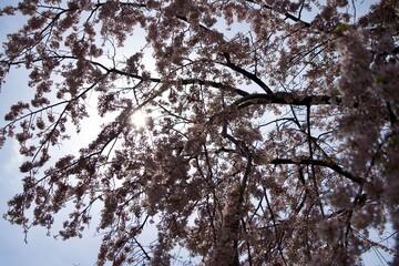 Weeping cherry blossoms reflected in the backlight