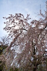Sunlight and weeping cherry blossoms