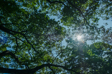 photograph of many green leaf and branches of a big tree shot from ground with blue sky and sun shine behind