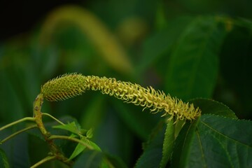 Full structure and seasonal growth of Aphananthe aspera (This image is part of the Aphananthe aspera series.)
