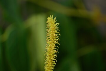 Full structure and seasonal growth of Aphananthe aspera (This image is part of the Aphananthe aspera series.)
