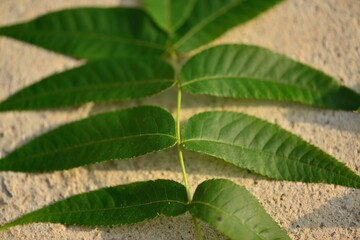 Full structure and seasonal growth of Aphananthe aspera (This image is part of the Aphananthe...