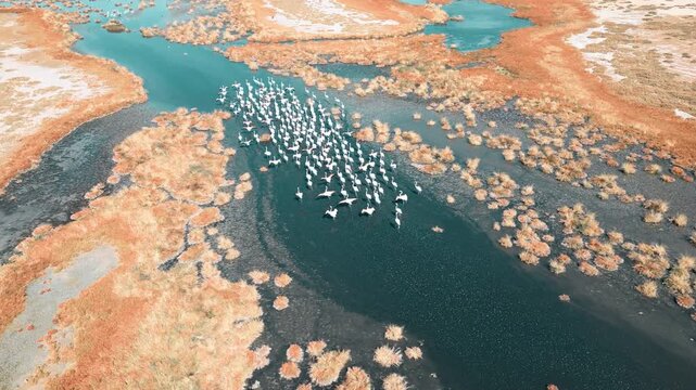 터키 카이세리 술탄 습지 물 위를 날개짓하며 걷는 홍학 무리 &ndash; 자연 생태 기록 4K 영상
Group of Flamingos Wading and Wing-Flapping over Water at Kayseri Sultan Marshes | Nature Ecology 4K Footage