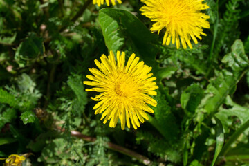 Bright yellow flower illuminated by sunlight in a field. Green grass and leaves in the background. Taraxacum platycarpum