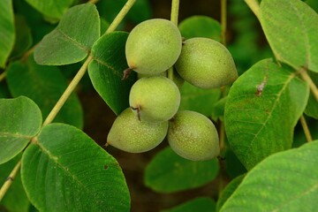 This image documents various parts of the Manchurian walnut tree including compound leaves, green fruits, bark texture, and a mature seed. It shows the seasonal progression and morphological features 