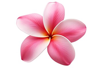 Pink frangipani flower petal plant.