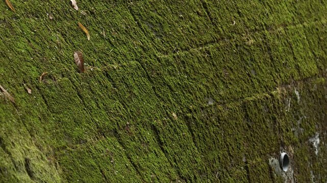 Vibrant green moss covering an old stone wall surface.