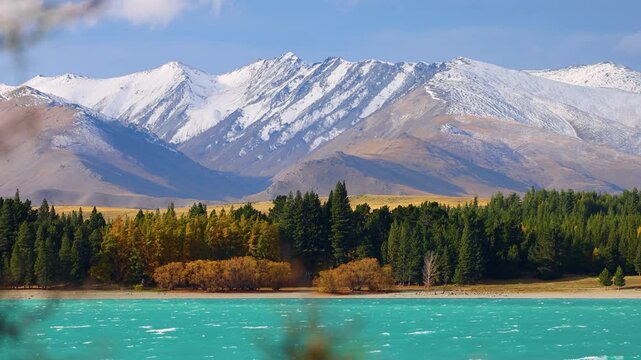 Snow-Capped Mountains and Pine Forest by Lake Tekapo