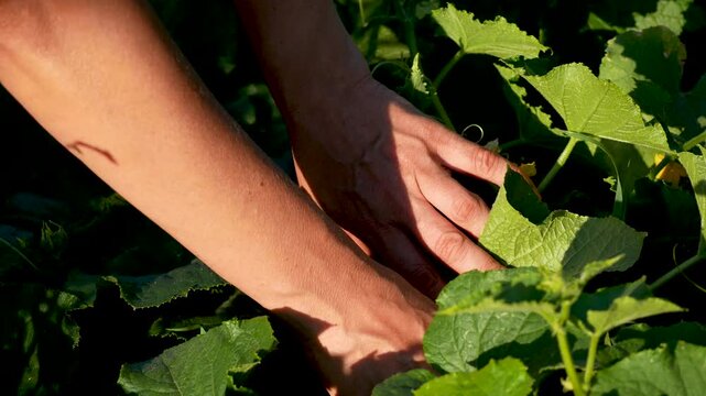 Female hands of a farmer looking for and picking cucumbers on green stalks in the garden. Growing and harvesting cucumbers. Healthy eating concept, fresh vegetables from the garden to the table.