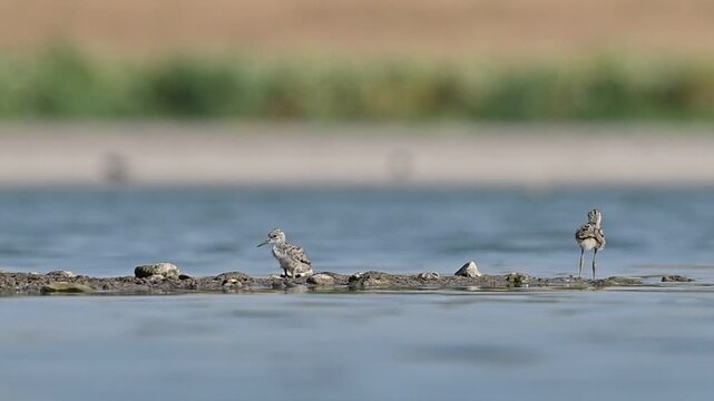 Black-winged Stilt (Himantopus himantopus) nests in suitable places on the edges of wetlands in the Diyarbakır Tigris Valley, and this region is an important breeding ground for them.