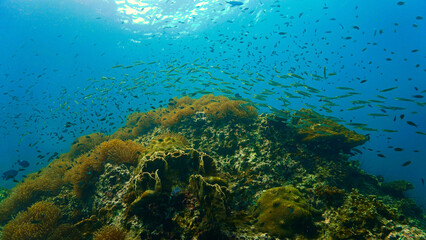 Underwater photo of anemone reef and scenic landscape. From a scuba dive at Chumphon Marine Park, Thailand. 